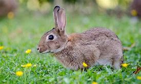 Image result for Cute Chibi Rabbit