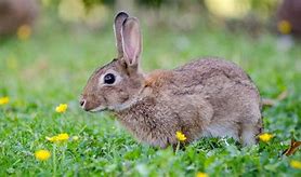 Image result for Cabbit Cat Rabbit