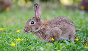 Image result for Pasture-Raised Rabbit