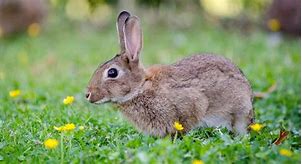 Image result for Baby Rabbit Pictures by Age