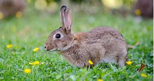 Image result for Housing of Rabbit