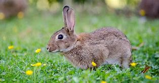 Image result for Printable Rabbit Pictures for Kids