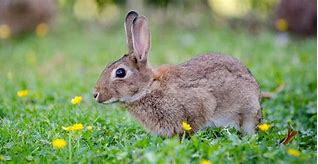 Image result for Danger Rabbit