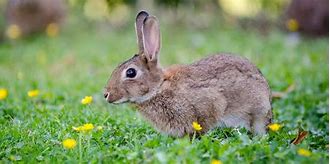 Image result for Slow Growth in Rabbit Image