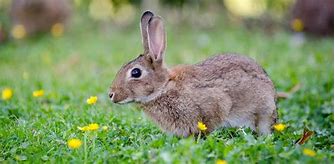 Image result for Victorian Bunny Rabbit Profile