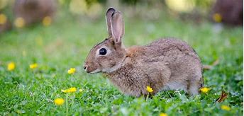 Image result for Rabbit Aesthetic