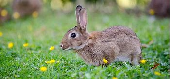 Image result for Pituitary of Rabbit