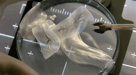 Image result for Alienigenas Del Cuerpo Completo