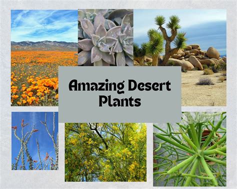 Desert Plants And Their Names The Photos Of The Plant Species In The