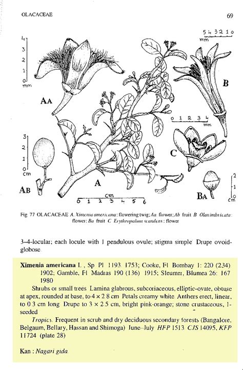 Herbarium JCB