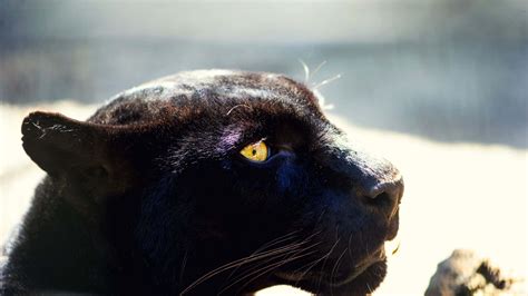 Black Panther Habitat