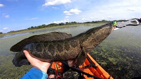 Swamp Fish 的图像结果