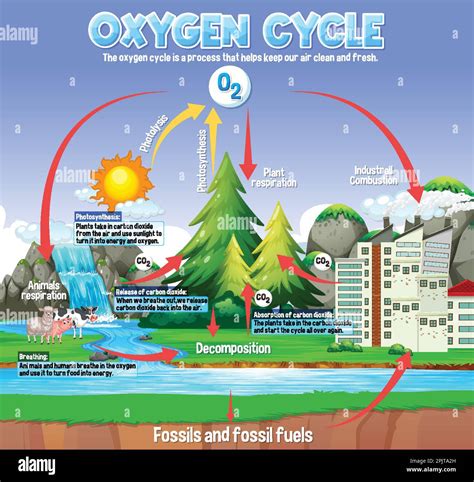 Oxygen Cycle Diagram And Explanation
