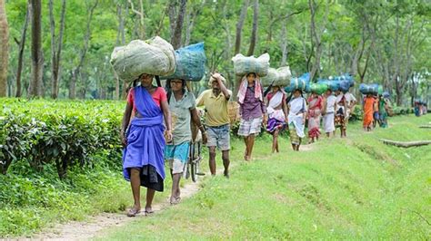 Tea garden workers’ body flags neglect in Assam during meeting with ...