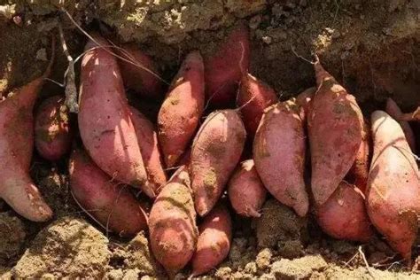 红薯生长过程中需要什么样的环境呢？红薯想要高产用什么肥料好呢？_作物