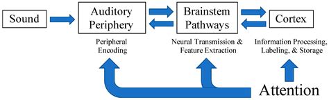 Process Models of the Auditory System 的图像结果