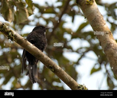 Bwindi birding hi-res stock photography and images - Alamy