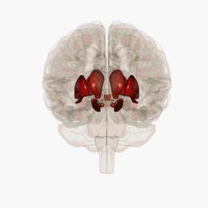 Encefalo - superagatoide