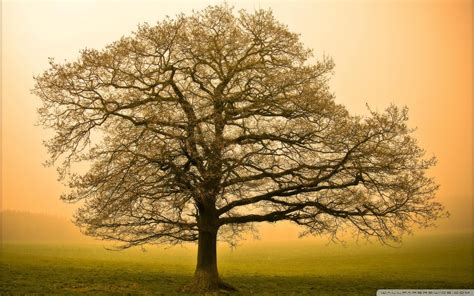 Image result for Background for Tree Planting