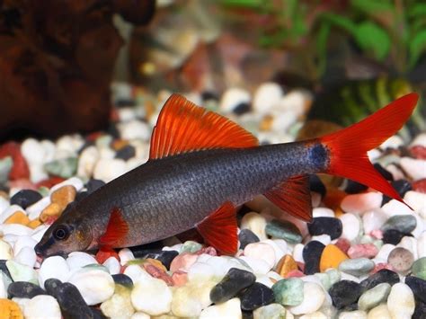 Image result for Shark Tale Red Fish