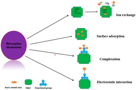 Biosorption Potential of Desmodesmus sp. for the Sequestration of ...