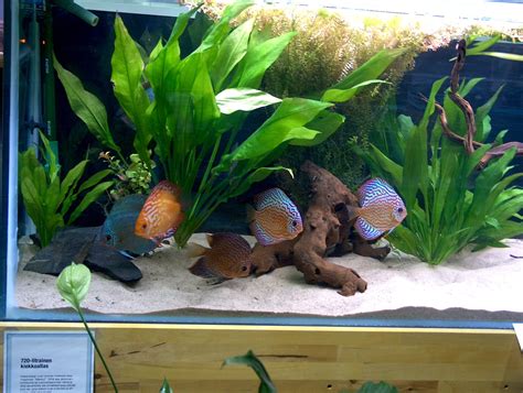 Image result for Discus Fish Facts