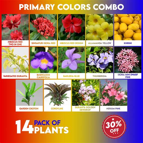 Primary Colors Combo – Santhi Online Plants