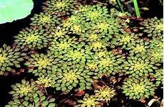 plante d eau ch 226 taigne d eau planter et cultiver ooreka plante d eau ch 226 taigne d eau planter et cultiver ooreka