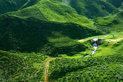 Malaysia Agriculture 的图像结果