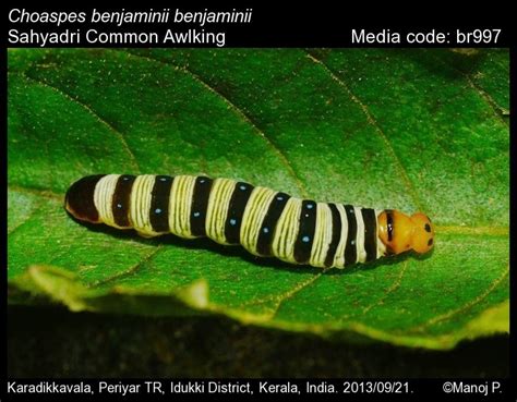 Choaspes benjaminii | Butterfly