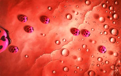 Image result for Microsoft Ladybug Background