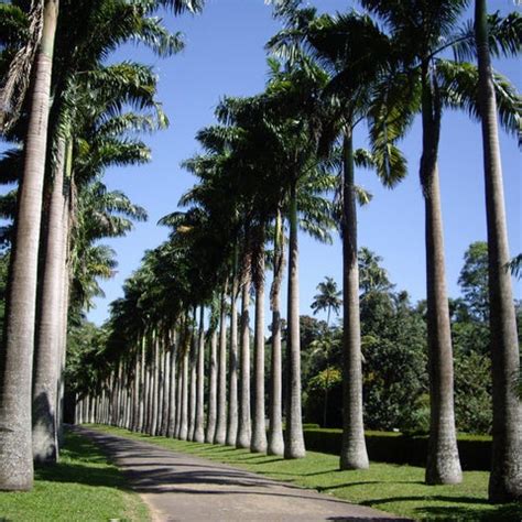 Best Tall Trees for Your Landscape from Kadiyam Nursery — Mahindra Nursery