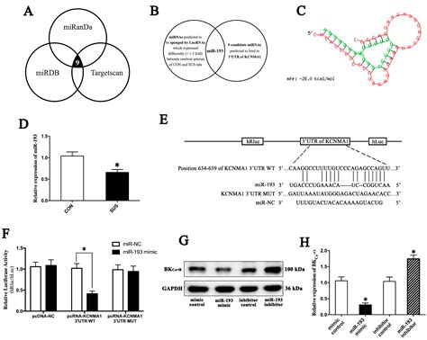 Discovery of Salidroside as a Novel Non-Coding RNA Modulator to Delay ...