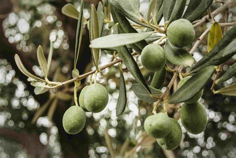 10 Varieties of Fruiting Olive Trees You Can Grow