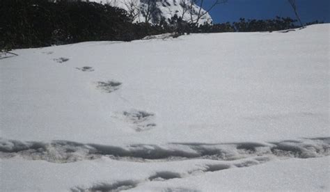 Indian Army claims to spot footprints of mythical character ‘Yeti’ in ...