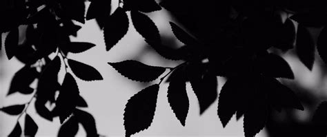 Download wallpaper 2560x1080 bw, leaves, branches, outlines dual wide ...