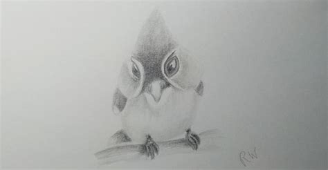 Image result for Bird Drawing Shading