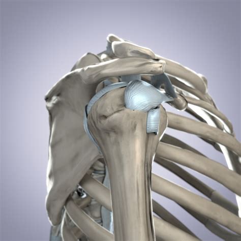 Shoulder Bones Anatomy Thoracic 3d Fbx