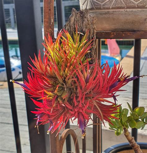 Flowering 😍. Can anyone tell me what its called? Had it a few years, from the markets and I ...