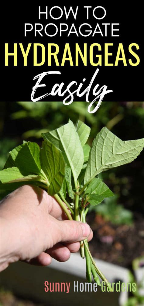 Propagating Hydrangeas 的图像结果