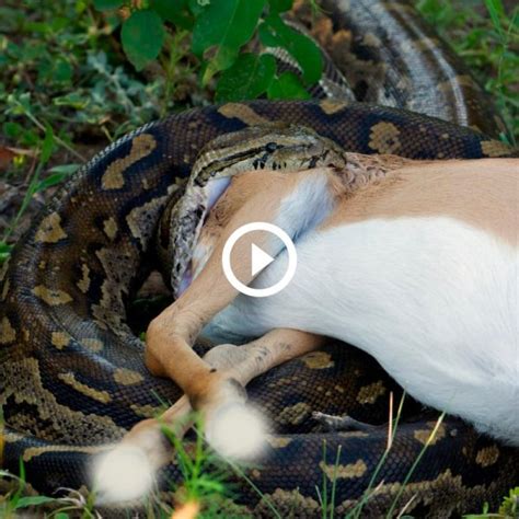 Image result for Dog vs Python