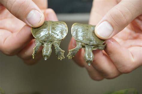 Fastest Softshell Turtle 的图像结果