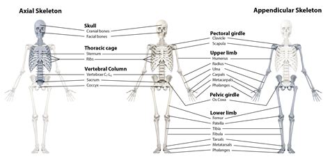 19.4: Divisions of the Skeletal System - Medicine LibreTexts
