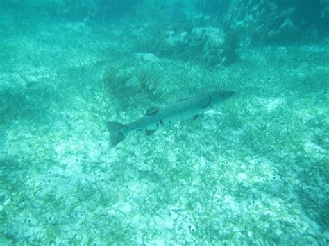 Almost Heaven Adventures (Puerto Morelos) - All You Need to Know BEFORE ...