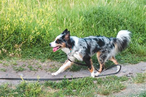 Do Australian Shepherds Have Tails