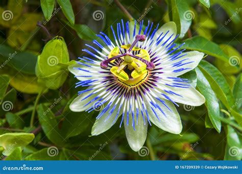 Passiflora Caerulea, the Blue Passionflower, Bluecrown Passionflower or ...