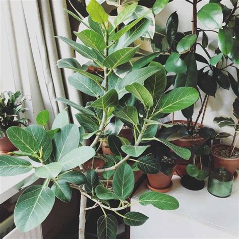 Ficus Audrey: How To Grow and Care For Ficus Benghalensis