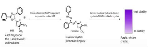 Image result for MTT Assay Using OriginPro