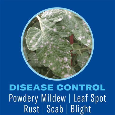 BioAdvanced Houseplant Insect & Mite Control 24oz India | Ubuy