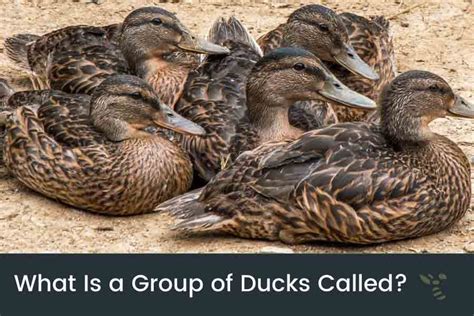 What Is A Group Of Ducks Called? (Raft, Team, Fleet & More)
